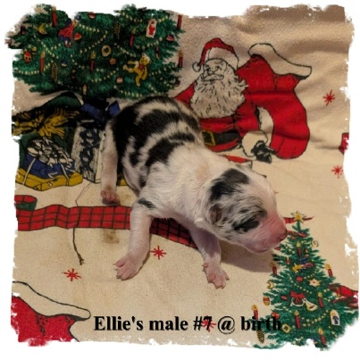 ABCA registered Border Collie Blue Merle male out of working stock